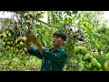 Harvest toad fruit, Go to the market to sell, Daily life - Forest life