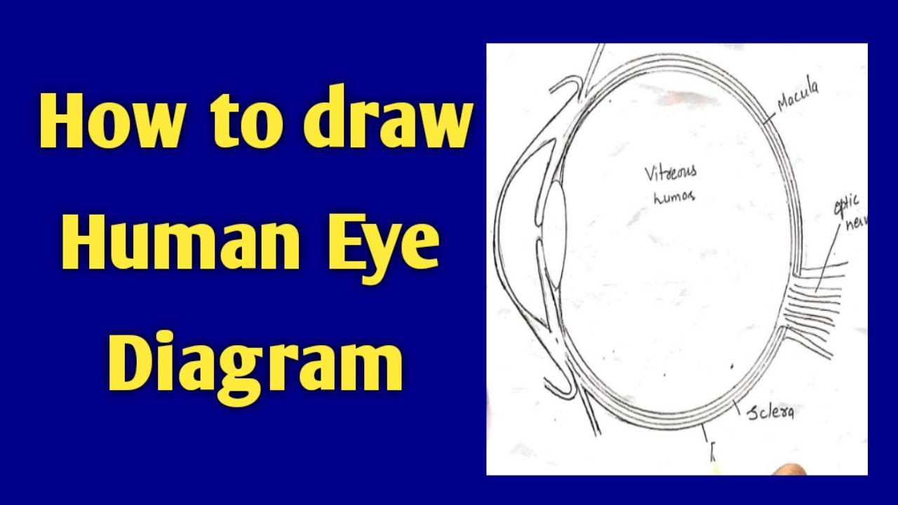 How To Draw Human Eye Diagram Step By Step For Beginners - YouTube