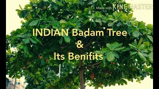 INDIAN Badam tree \u0026 its uses,benefits tamil, Terminalia catappa, Indian Almond,