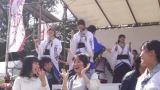 ヤートセin千秋公園 2日目 総踊り2回目【乱舞】 2017.4.23