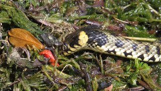 Vízisikló iszapból eszik valamit - European grass snake eating something from mud