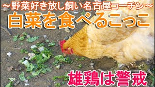 白菜を食べるニワトリ～放し飼い名古屋コーチンのボス雄鶏候補と雌鶏は野菜が好物～