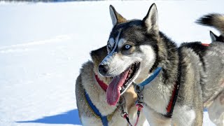 WE ADOPTED A HUSKY FROM THE ANIMAL SHELTER