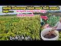 gak perlu pupuk kimia lagi cukup pakai rendaman rumput tanaman subur sampai panen hemat biaya 80%