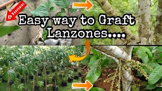 GRAFTING (seedless) LANZONES || LANZONES PROPAGATION