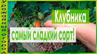 ►МОЙ ЛЮБИМЫЙ СОРТ КЛУБНИКИ!!!САМЫЙ СЛАДКИЙ!!!