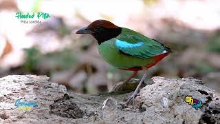 Hooded Pitta Fantasy