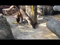 【天王寺動物園】ジャガーのロン、段ボールをクンクン