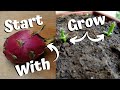 Growing Dragon Fruit From Seed