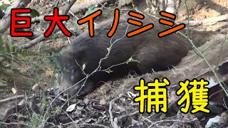 狩030 遂に捕獲！くくり罠に掛かった巨大イノシシ 2頭目