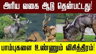 மனிதர்களின் கண்களுக்கு தென்படாத அரிய ஆடு! பாம்புகளை உண்ணும் விசித்திரம்!