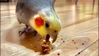 給餌風景 オカメインコ 赤粟の穂