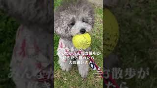 【TikTok】お散歩嫌いな犬🐶マザコンの愛犬が可愛いｗ【Dog who doesn't like to go for walks🐶】Cute \u0026 Funny Dog Short Videos🐶