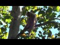 Female Monkey at Nashville Zoo