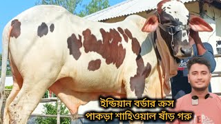 ইন্ডিয়ান বর্ডার ক্রস ফ্লাকভী ও ক্রস ব্রাহমা গীর রাথী পাকড়া শাহিওয়াল ষাঁড় গরুর সংগ্রহ করুন।