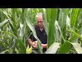 115 day agrisure viptera® 3111 triple stack hybrid seed corn direct 8115 3111