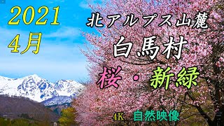 北アルプス山麓 2021春の盛りその２ 安曇野市～白馬村 桜、新緑  4K 自然映像 Spring at the foot the Northern Japanese Alps.