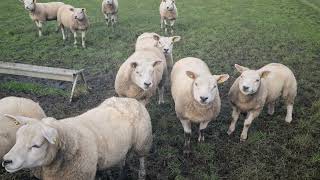 Овцы породы Тексель в Южной Ирландия #тексель #овцы #texel #sheep