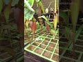 growing canna seeds from harvesting to grown timelapse