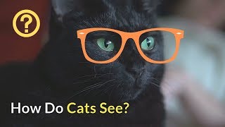 How Do Cats See | Everything You Wanted to Know