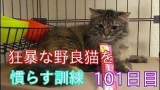 狂暴な野良猫を慣らす訓練101日目