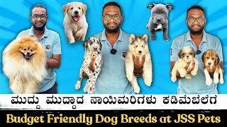 Budget Friendly Dog Breeds🐩 | ಮುದ್ದು ಮುದ್ದು ನಾಯಿ ಮರಿಗಳು 😍| Puppy Sale in Bengaluru 💥| JSS Pets