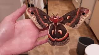 Cecropia Giant Silk Moth female