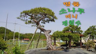 [경남스마일분재경매장] 소나무 미니 정원수 #경남스마일분재경매장 #bonsai_auction #bonsai #koreabonsai