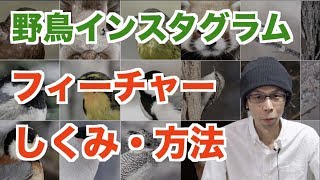 【野鳥インスタグラム】フィーチャーされる仕組みと方法