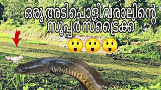 ഫ്രോഗ് ലൂർ ഉപയോഗിച്ചു വരാൽ പിടിച്ചാലോ|Amazing murrel fish hunting|#Snakeheadfishing#malabarsnakehead