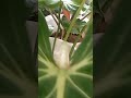 Giant Leaves... philodendron Gloriosum & Alocasia in one pot