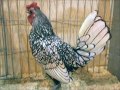 silver sebright national poultry show uk