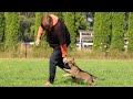 Happy Training with 2 Month Old Pup! | Kraftwerk K9 German Shepherds