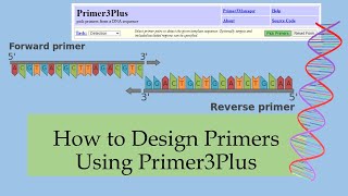 نحوه طراحی پرایمر با استفاده از Primer3Plus