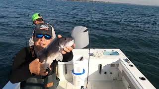 Nonstop Blackfish(Tautog) jigging.Long Island Western Sound. (어느 낚시꾼의 하루) Captain Jay's Diary. #4