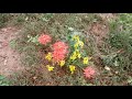 lycoris radiata red spider lillies