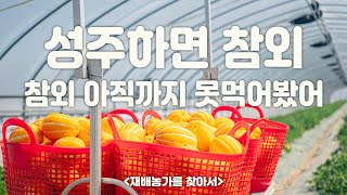 더기반 - 성주참외를 맛있게 먹을 수 있는건 다 이유가 있었네.