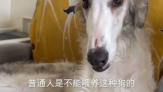 野狼克星体型庞大的苏俄猎狼犬，价格有多贵