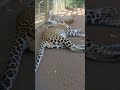 Two leopards sleeping