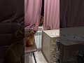 Абиссинские разборки abyssiniancats абиссинская абиссинскаякошка кошки cats cat