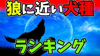 【最新DNA解析】狼に近い犬種ランキングTOP8！