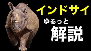 【映像】インドサイゆるっと解説。インドガンも解説。