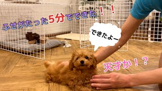 小さなトイプードル のしつけ　たった5分でふせができた！　その方法