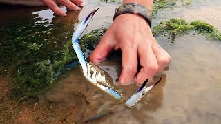 Catch the sea in the abandoned shrimp pond, there are shrimps and snails everywhere