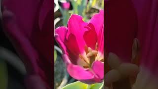 #tulips #flowers #viralshortvideo 🌷🌷#explorethebeautyofnature