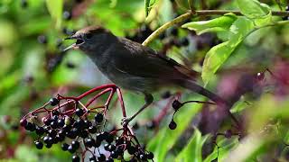 Mönchsgrasmücke - Blackcap - Sylvia Atricapilla - Slow Motion