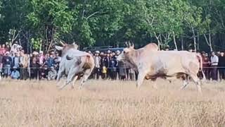 ဖားပျောက် Vs ရွှေဝါချောင် နွားအားစမ်းပြိုင်ပွဲ နွားခွေ့ပွဲ နွားဝှေ့ပွဲ (နွားပွဲ)