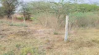 Agriculture Land For Sale in Mariyal Village Bommala Ramaram Mandal Nalgonda District