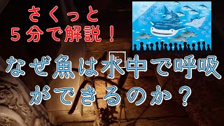 【さくっと５分解説】なぜ魚は水中で呼吸ができるのか？【雑学 / トリビア】