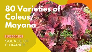 Mayana Coleus Garden Collection